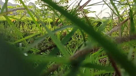 Morning View of Grass Stock Footage 302133876