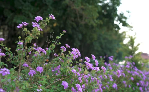 Morning walk Stock Footage 254388766