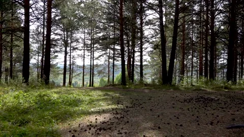 Morning walk through the pine forest.  Stock Footage 140081365