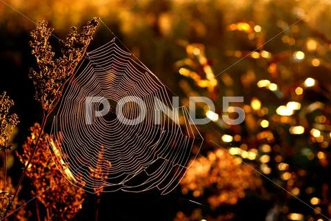 Morning web Stock Photos