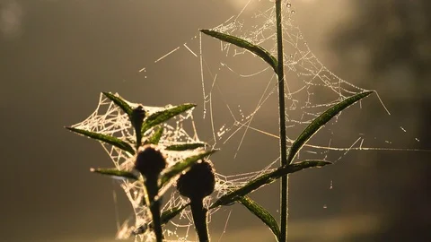 Morning web in sun Stock Footage 97261500