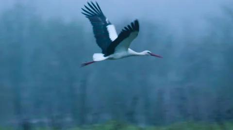 Morning white stork lies Stock Footage