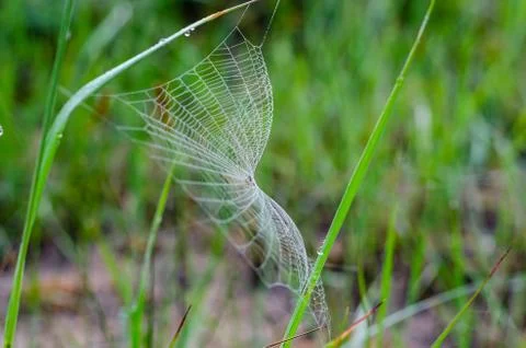The morning wind blows on a web between green stalks of grass. Drops of summe Stock Photos