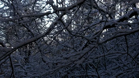 Morning in the winter forest Stock Footage 34145546