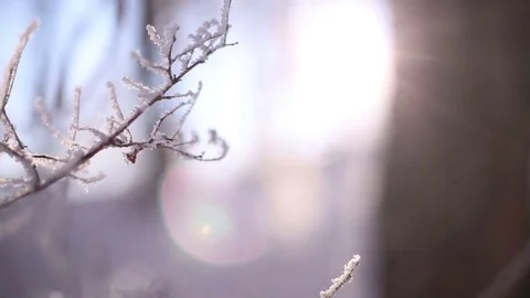 Morning in the winter forest. Stock Footage 69963479