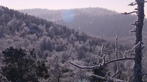 Morning in the winter forest. Stock Footage 69963872