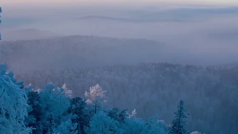 Morning in the winter forest. Stock Footage 69964556