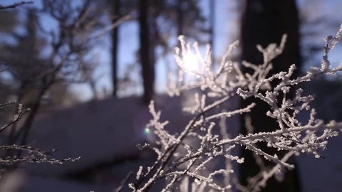 Morning in the winter forest. Stock Footage 69965233
