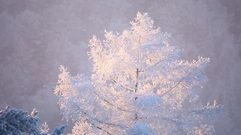 Morning in the winter forest. Stock Footage 69965517