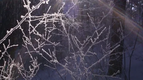 Morning in the winter forest. Stock Footage 69965545