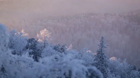 Morning in the winter forest. Stock Footage 69965646