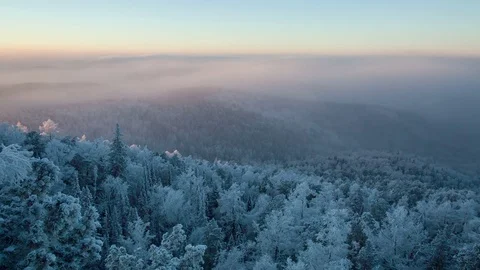 Morning in the winter forest. Stock Footage 69965648