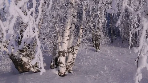 Morning in the winter forest. Stock Footage 69966148