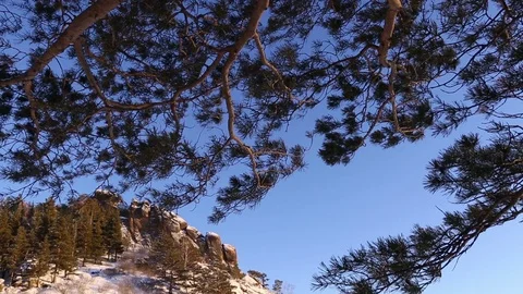Morning in the winter forest. Video stock 70046743