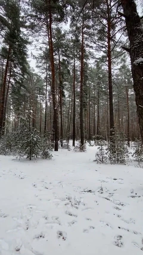 Morning at the winter forest Stock Footage 166307575