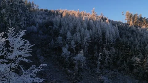 Morning winter forest with sun rays piercing through. Drone footage in 4K. Stock Footage 296550570
