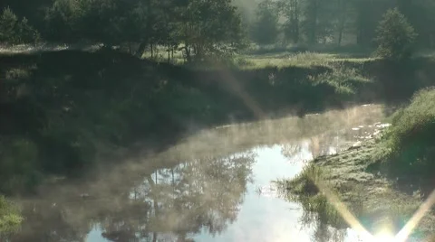 Morning in the Woods Video stock 51704670
