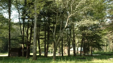 Morning in the Woods Stock-Footage 313676961