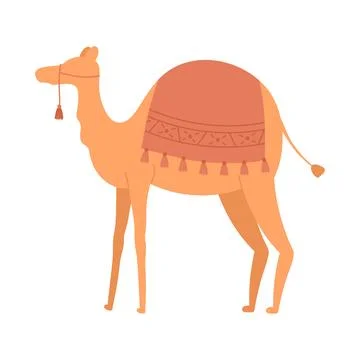 Moroccan camel animal Stock Illustration