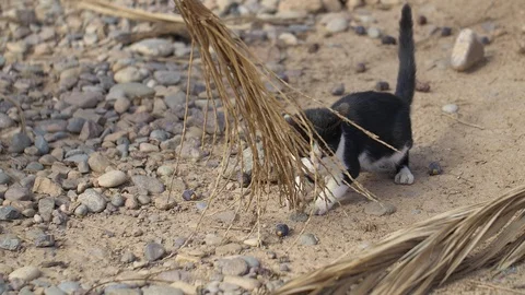 Moroccan cat playing with broom  Stockbeeldmateriaal 111210085