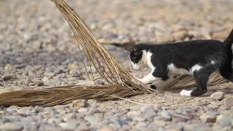 Moroccan cat playing with broom  Stockbeeldmateriaal 111210165
