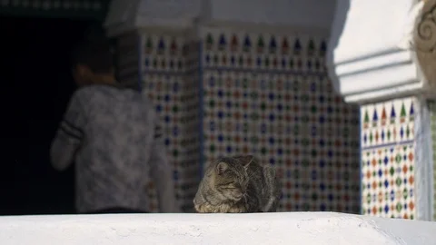 Moroccan cat sleeping at mosque Stockbeeldmateriaal 111218864