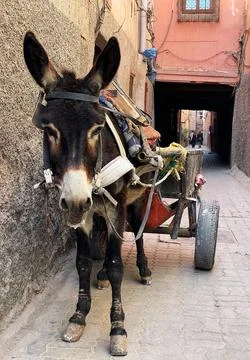 Moroccan donkey Stock Photos