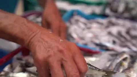 Moroccan Fish Vendor Sorting Fresh Sardines in Marrakech Stockbeeldmateriaal 335460912
