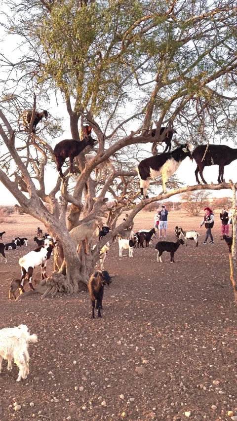 Moroccan goat herd climbing argan trees, grazing on branches and leaves whi.. Stock Footage 300801853
