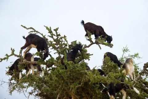 Moroccan goats Foto stock