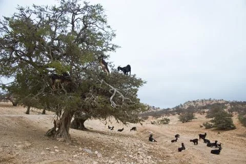 Moroccan goats Stock Photos