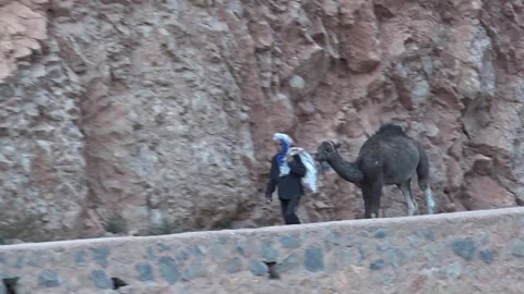Moroccan man walks along the side of the road with camel and eats flatbread Stock Footage 275243880