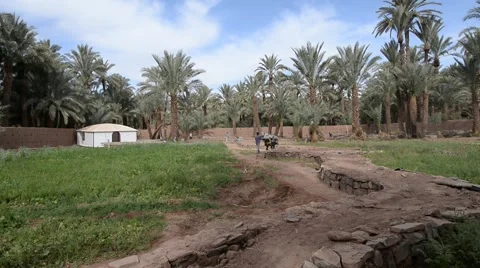 Moroccan men working on a small plantation in Zagora Stock Footage 49678521