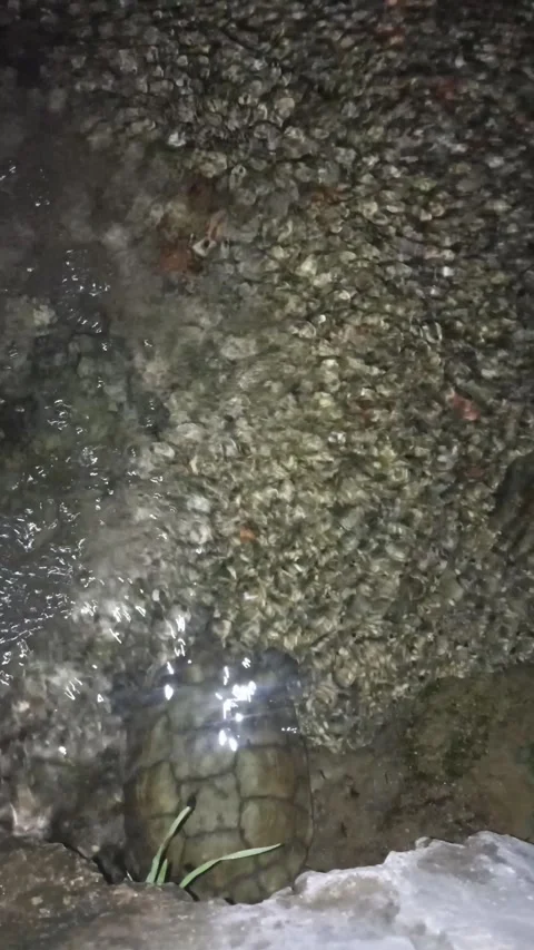 Moroccan pond turtle swimming in a stream at night Stock-Footage 340900724