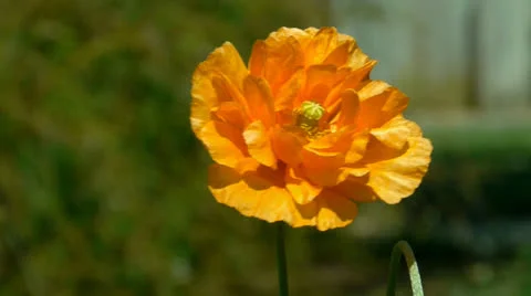 Moroccan poppy Video stock 23102644