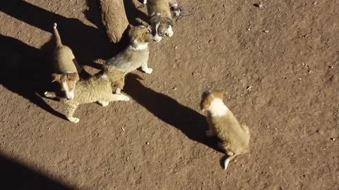Moroccan Puppies Play on Mountain Stock Footage