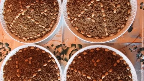 Moroccan sellou Stock Footage 165137334