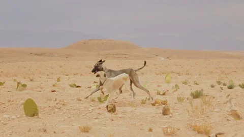 The moroccan sloughi Stock Footage 135595212