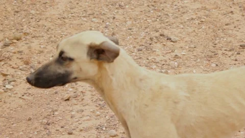 The moroccan sloughi Stock Footage 135595255