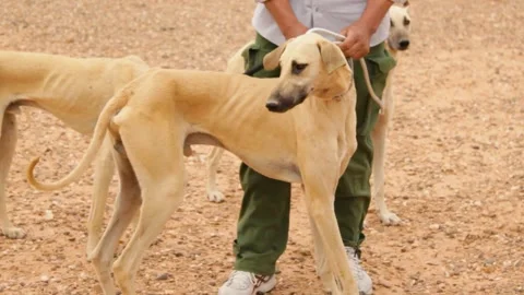 The moroccan sloughi Stock Footage 135595257