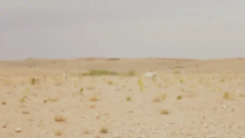 The moroccan sloughi Stock Footage 135595328