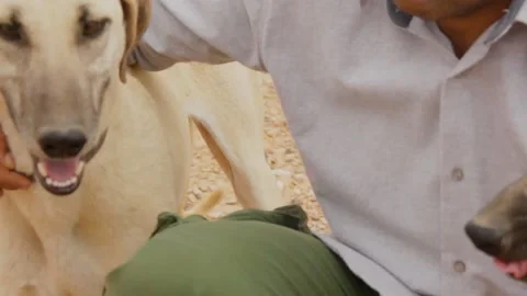 The moroccan sloughi Stock Footage 135595331