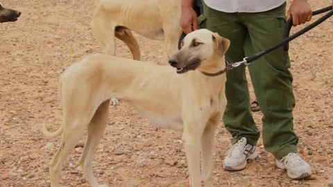 The moroccan sloughi Stock Footage 135595338