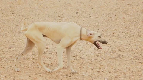 The moroccan sloughi Stock Footage 135595345