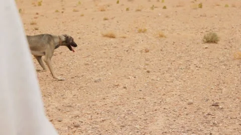 The moroccan sloughi Stock Footage 135595394