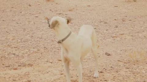 The moroccan sloughi Stock Footage 135595463