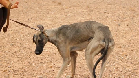 The moroccan sloughi Stock Footage 135595516