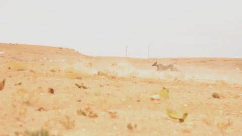 The moroccan sloughi Stock Footage 135595567