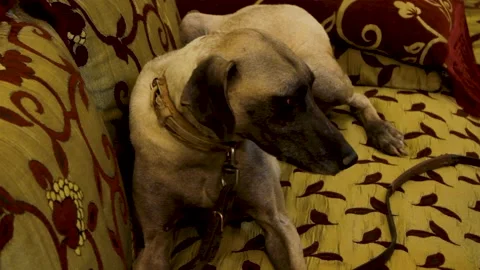 The moroccan sloughi Stock Footage 135595633