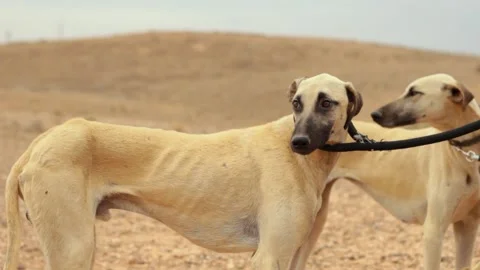 The moroccan sloughi Stock Footage 135595774